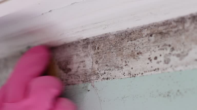  , USA Mold Removal Pros